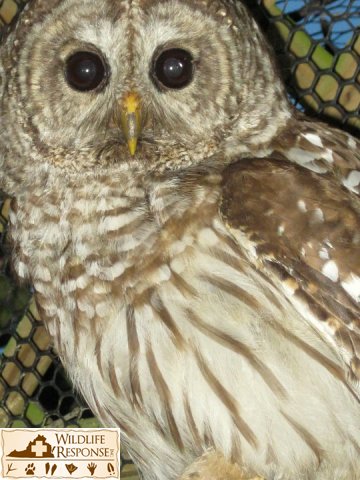 Barred Owl